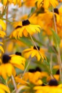 Rudbeckia fulgida 'Goldsturm' Sonnenhut Gelb 9x9 cm Topf Bild 3