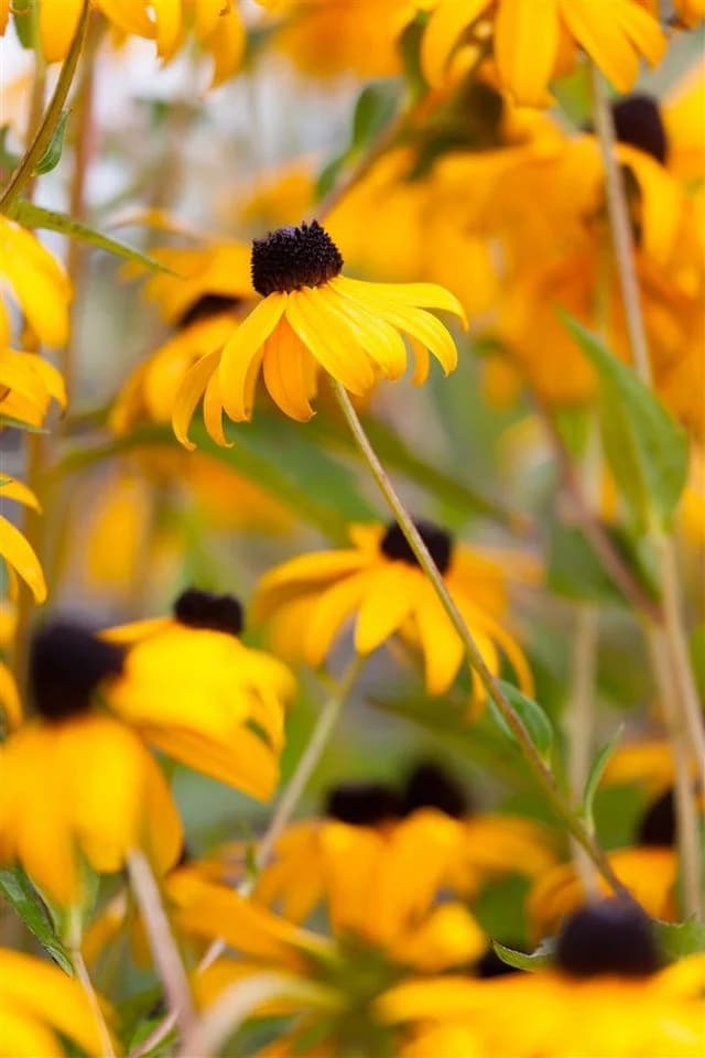 Rudbeckia fulgida 'Goldsturm' Sonnenhut Gelb 9x9 cm Topf - Bild 3