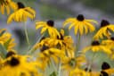 Rudbeckia fulgida 'Goldsturm' Sonnenhut Gelb 9x9 cm Topf Bild 4