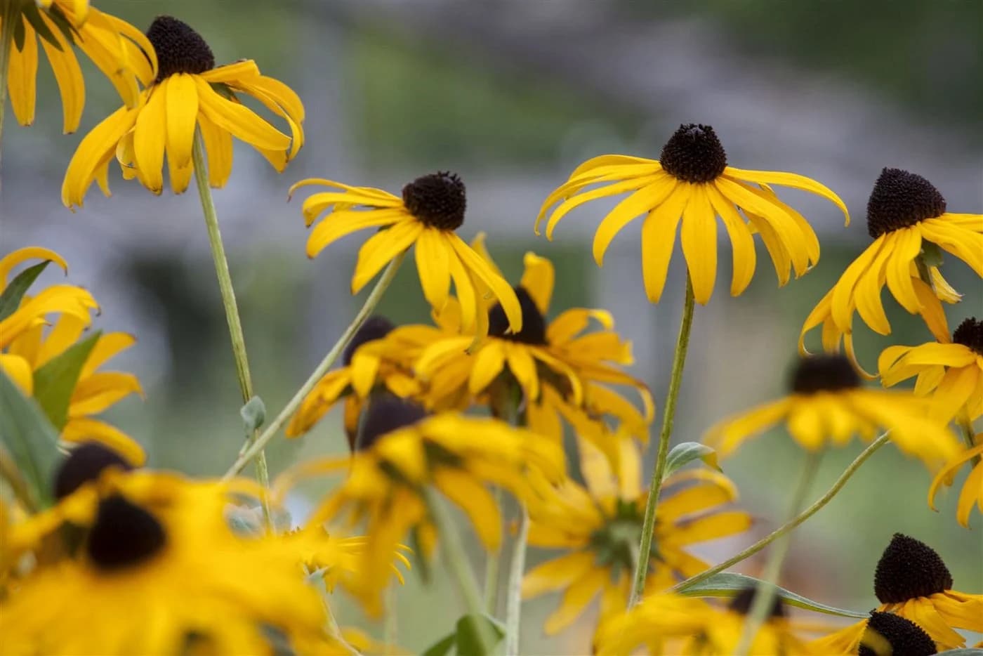 Rudbeckia fulgida 'Goldsturm' Sonnenhut Gelb 9x9 cm Topf - Bild 4