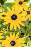 Rudbeckia fulgida 'Goldsturm' Sonnenhut Gelb 9x9 cm Topf Bild 5