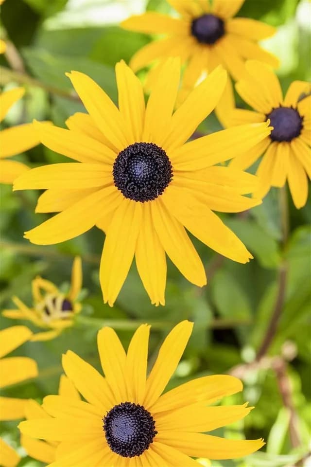 Rudbeckia fulgida 'Goldsturm' Sonnenhut Gelb 9x9 cm Topf - Bild 5