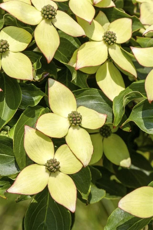Cornus kousa Wieting's Select - Chinesischer Blumen-Hartriegel