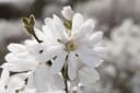 Pflanzen für Dich Magnolia stellata Royal Star Sternmagnolie Weiß Bild 1