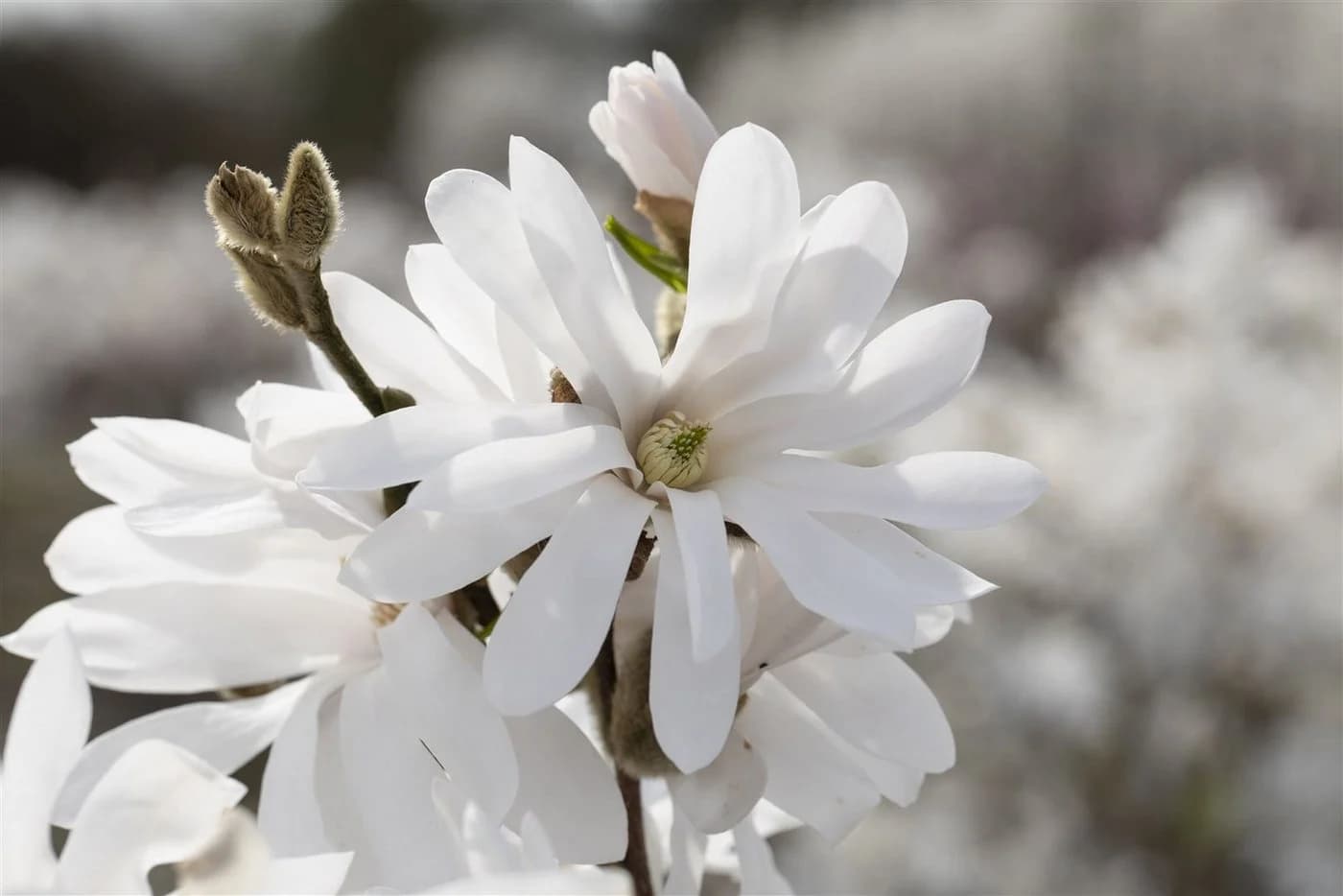 Pflanzen für Dich Magnolia stellata Royal Star Sternmagnolie Weiß - Bild 1