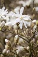 Pflanzen für Dich Magnolia stellata Royal Star Sternmagnolie Weiß Bild 2