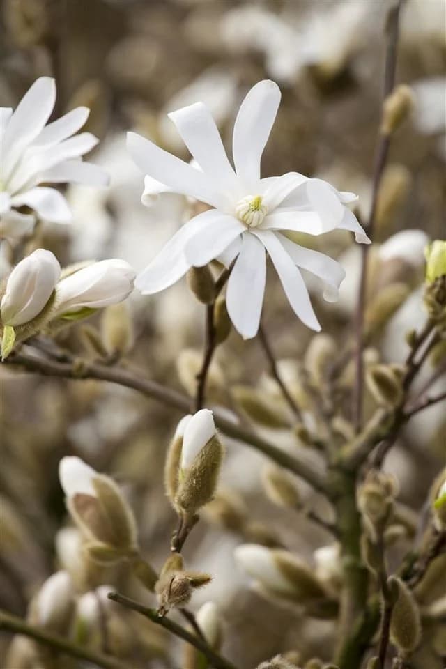 Pflanzen für Dich Magnolia stellata Royal Star Sternmagnolie Weiß - Bild 2