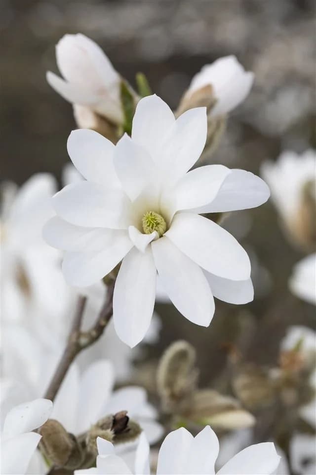 Pflanzen für Dich Magnolia stellata Royal Star Sternmagnolie Weiß - Bild 4
