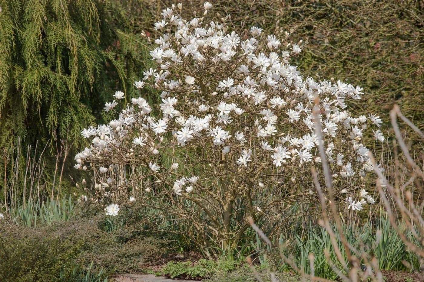 Pflanzen für Dich Magnolia stellata Royal Star Sternmagnolie Weiß - Bild 5