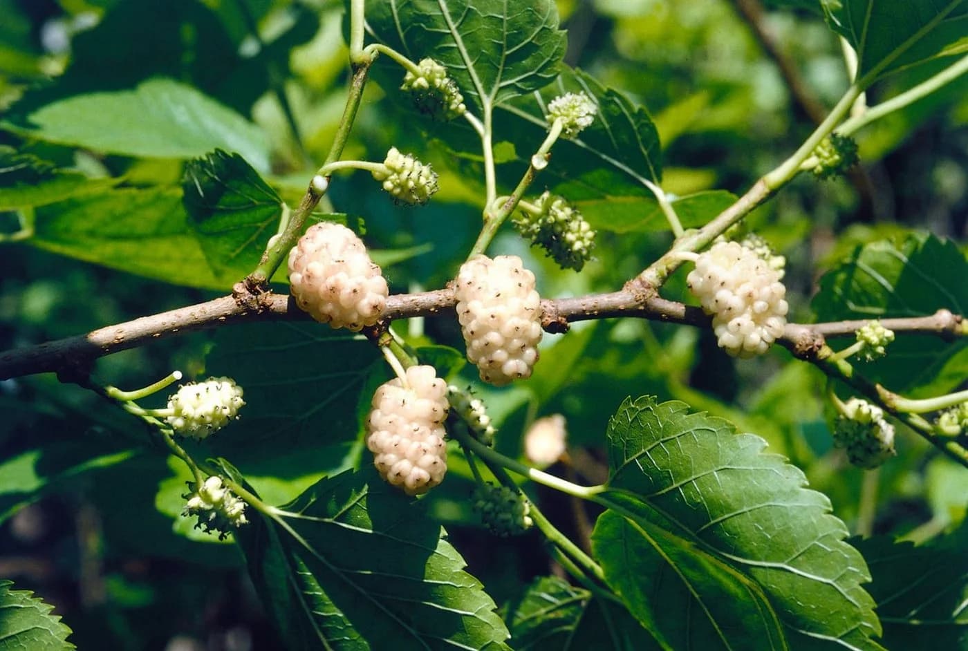 Pflanzen für Dich Weiße Maulbeere Morus alba Obst- und Ziergehölz - Bild 3