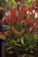 Pflanzen für Dich Photinia fraseri Little Red Robin Glanzmispel Bild 1