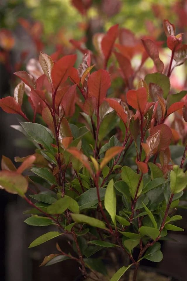Pflanzen für Dich Photinia fraseri Little Red Robin Glanzmispel - Bild 1