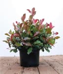Pflanzen für Dich Photinia fraseri Little Red Robin Glanzmispel Bild 2