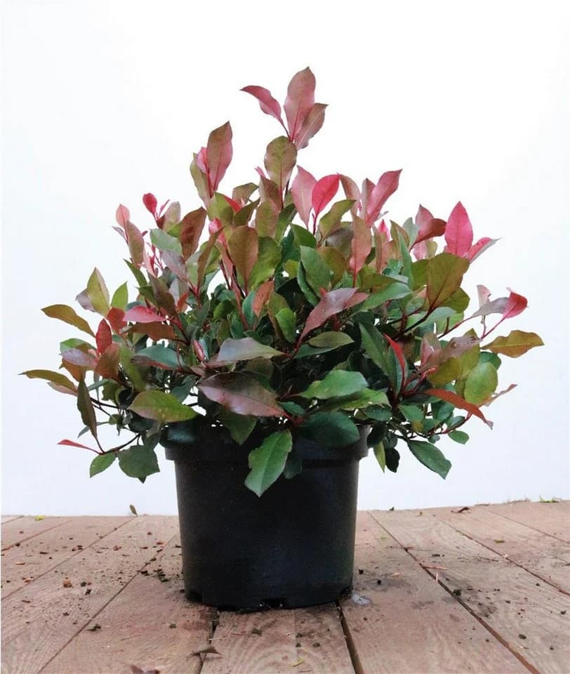 Pflanzen für Dich Photinia fraseri Little Red Robin Glanzmispel - Bild 2