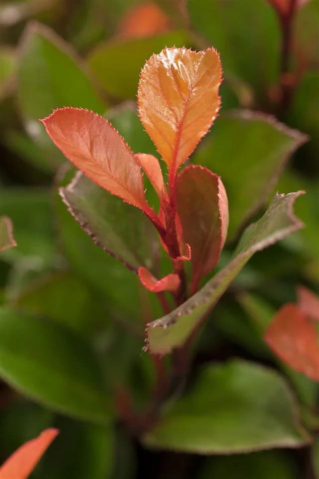 Pflanzen für Dich Photinia fraseri Little Red Robin Glanzmispel - Bild 3
