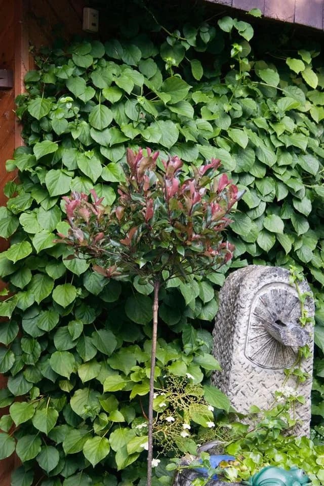 Pflanzen für Dich Photinia fraseri Little Red Robin Glanzmispel - Bild 5