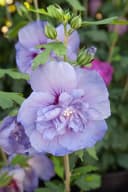 Pflanzen für Dich Hibiscus syriacus Blue Chiffon, 1 St., Garteneibisch, Straucheibisch Bild 1