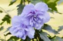 Pflanzen für Dich Hibiscus syriacus Blue Chiffon, 1 St., Garteneibisch, Straucheibisch Bild 2