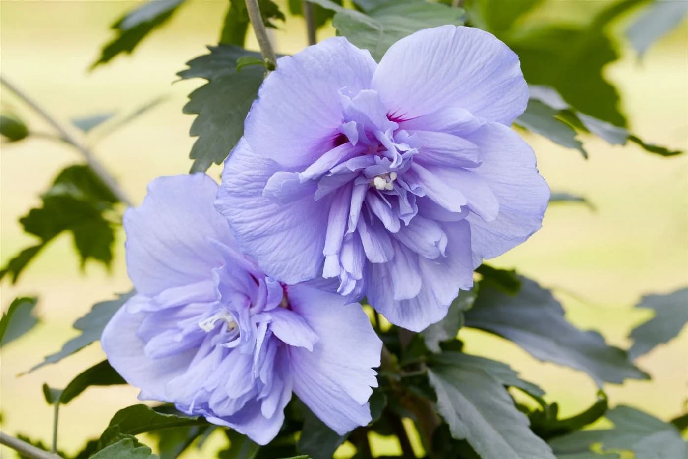 Pflanzen für Dich Hibiscus syriacus Blue Chiffon, 1 St., Garteneibisch, Straucheibisch - Bild 2