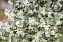 Pflanzen für Dich Osmanthus burkwoodii Burkwood-Steinlinde Duftblüte Bild 1