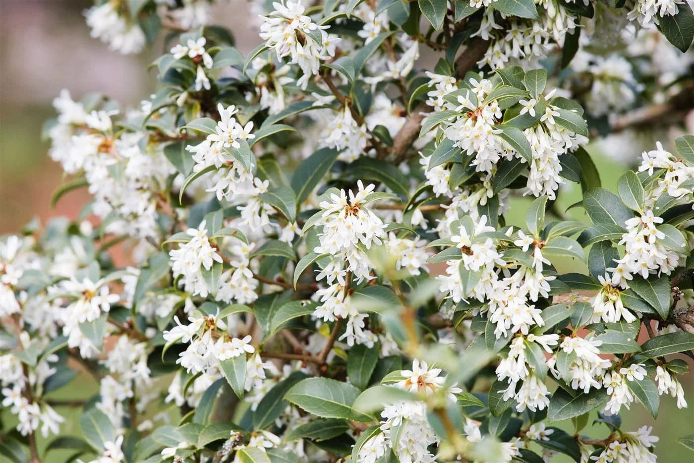 Pflanzen für Dich Osmanthus burkwoodii Burkwood-Steinlinde Duftblüte - Bild 1