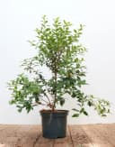 Pflanzen für Dich Osmanthus burkwoodii Burkwood-Steinlinde Duftblüte Bild 2