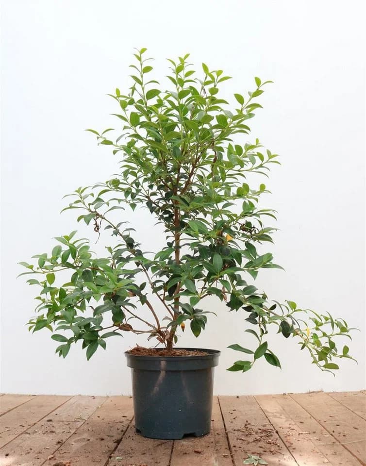 Pflanzen für Dich Osmanthus burkwoodii Burkwood-Steinlinde Duftblüte - Bild 2