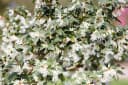 Pflanzen für Dich Osmanthus burkwoodii Burkwood-Steinlinde Duftblüte Bild 3