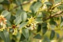 Pflanzen für Dich Osmanthus burkwoodii Burkwood-Steinlinde Duftblüte Bild 5