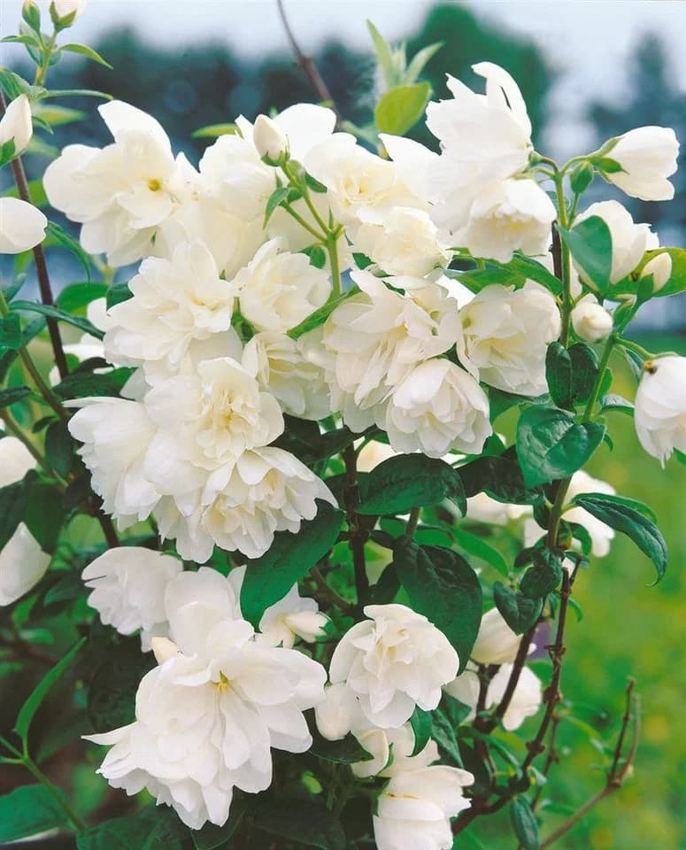 Pflanzen für Dich Philadelphus Little White Love, 1 St., Philadelphus, Pfeifenstrauch, Bauernjasmin