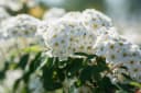 Pflanzen für Dich Spiraea vanhouttei Brautspiere 1 St. Bild 1