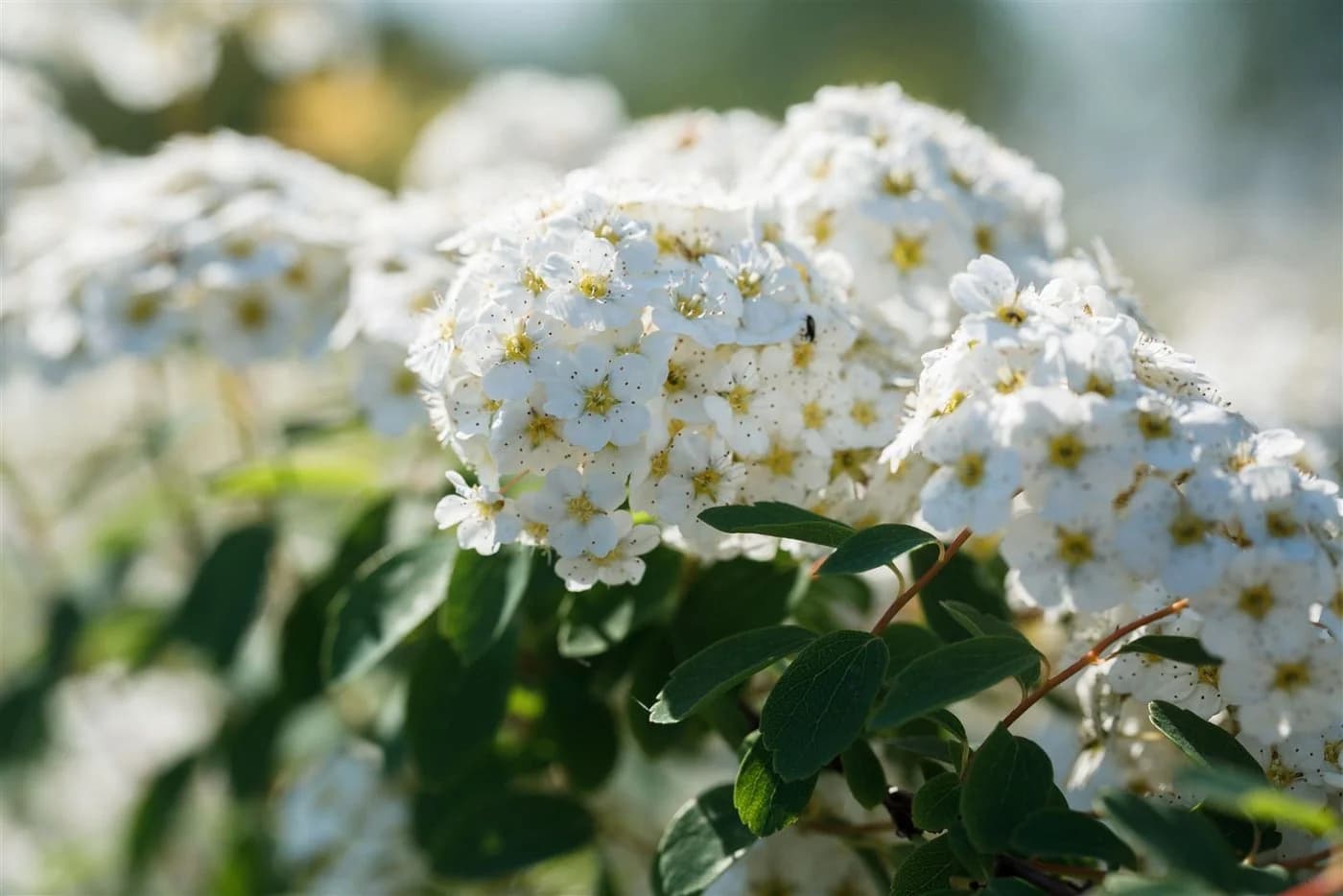 Pflanzen für Dich Spiraea vanhouttei Brautspiere 1 St.