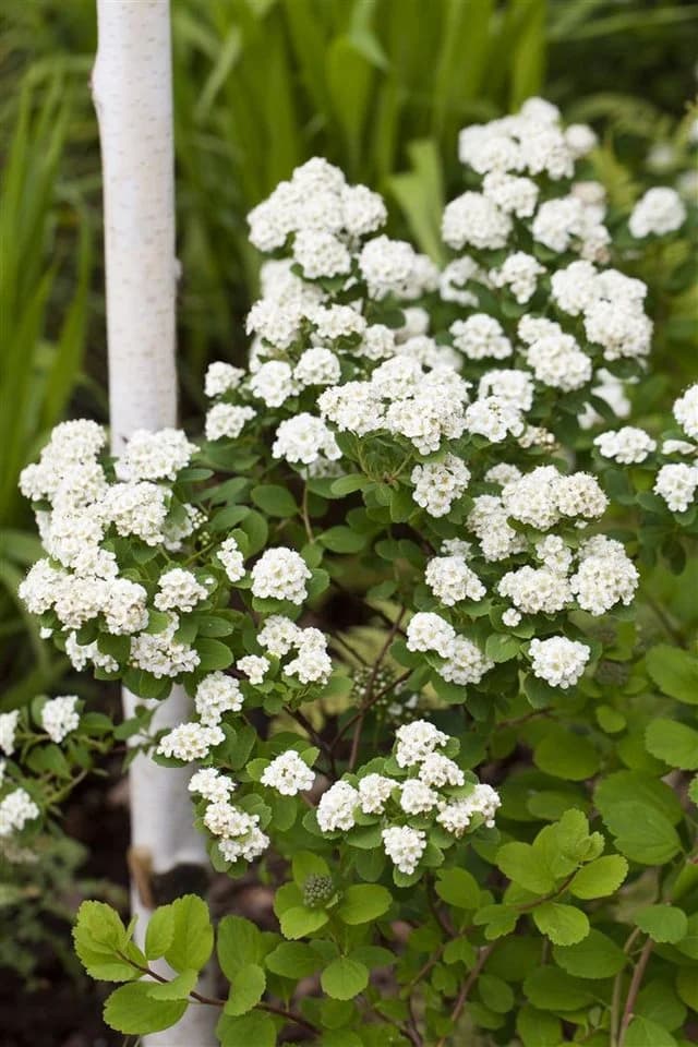 Pflanzen für Dich Spiraea vanhouttei Brautspiere 1 St. - Bild 2