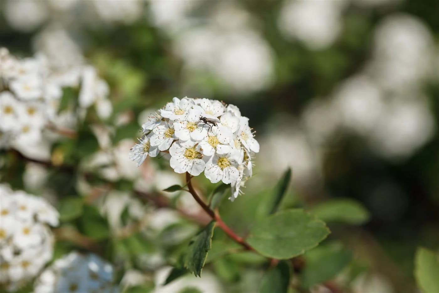 Pflanzen für Dich Spiraea vanhouttei Brautspiere 1 St. - Bild 3