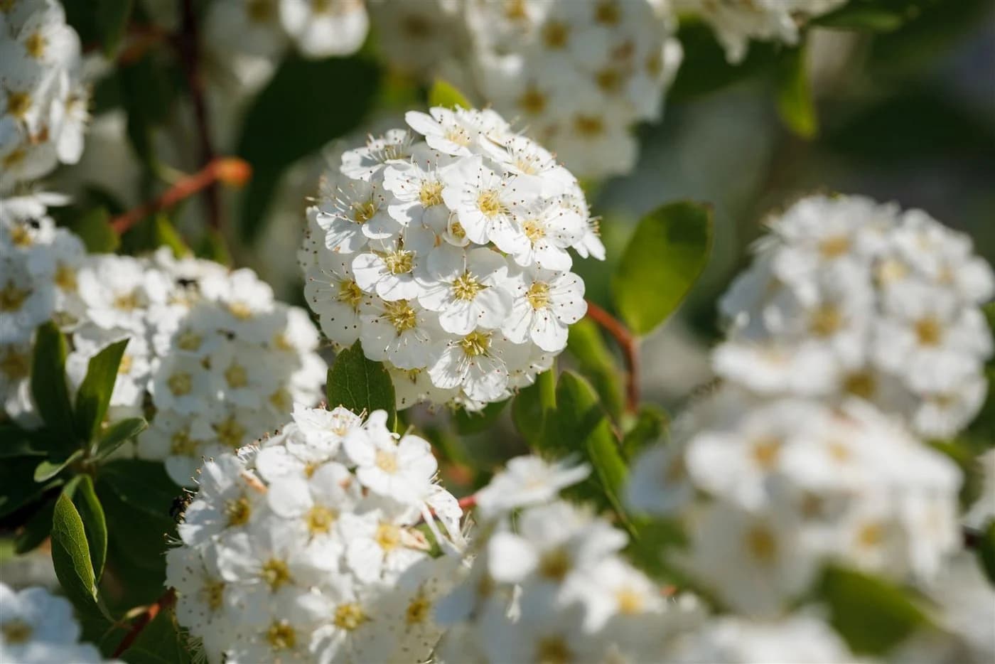 Pflanzen für Dich Spiraea vanhouttei Brautspiere 1 St. - Bild 4