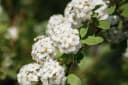 Pflanzen für Dich Spiraea vanhouttei Brautspiere 1 St. Bild 5