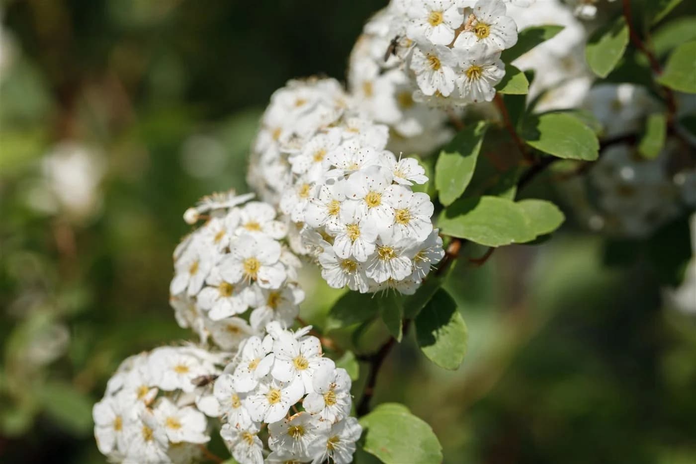 Pflanzen für Dich Spiraea vanhouttei Brautspiere 1 St. - Bild 5