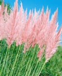 Cortaderia selloana 'Rosea' Pampasgras Rosa 3-5 Liter Container Bild 1