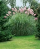 Cortaderia selloana 'Rosea' Pampasgras Rosa 3-5 Liter Container Bild 2