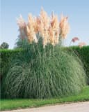 Cortaderia selloana 'Rosea' Pampasgras Rosa 3-5 Liter Container Bild 3