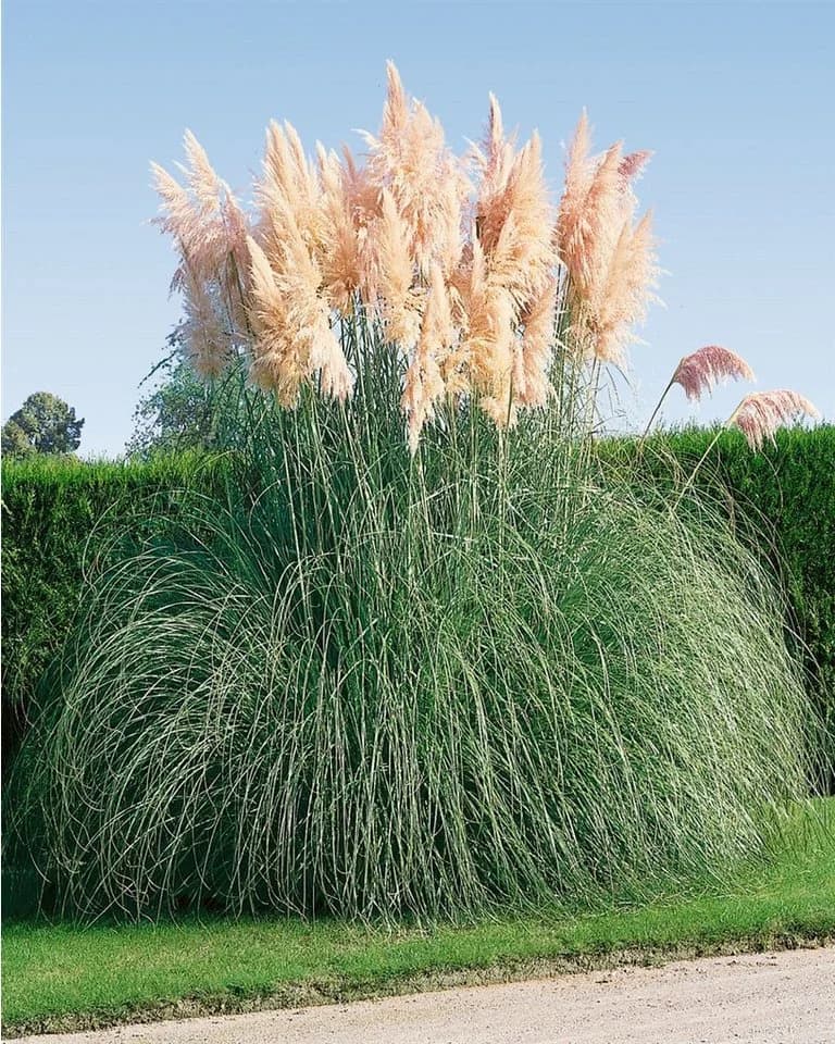 Cortaderia selloana 'Rosea' Pampasgras Rosa 3-5 Liter Container - Bild 3