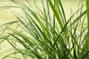 Cortaderia selloana 'Rosea' Pampasgras Rosa 3-5 Liter Container Bild 4
