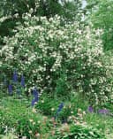 Pflanzen für Dich Philadelphus Virginal Pfeifenstrauch Weiß Bild 1