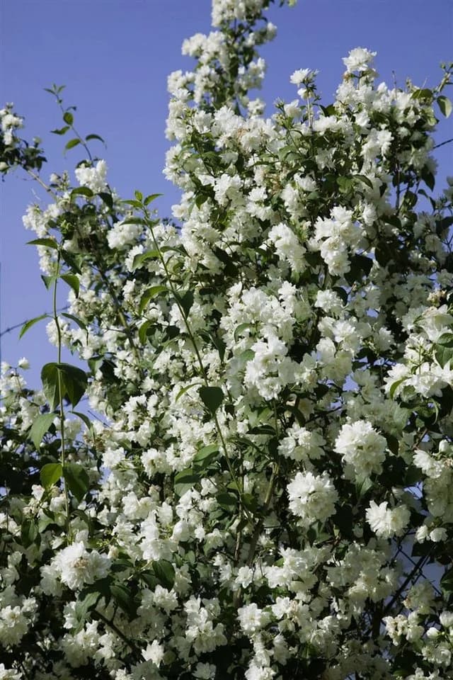 Pflanzen für Dich Philadelphus Virginal Pfeifenstrauch Weiß - Bild 2
