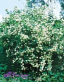 Pflanzen für Dich Philadelphus Virginal Pfeifenstrauch Weiß Bild 3