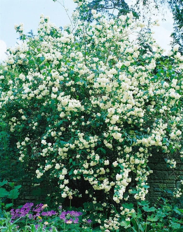 Pflanzen für Dich Philadelphus Virginal Pfeifenstrauch Weiß - Bild 3