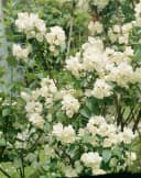 Pflanzen für Dich Philadelphus Virginal Pfeifenstrauch Weiß Bild 4