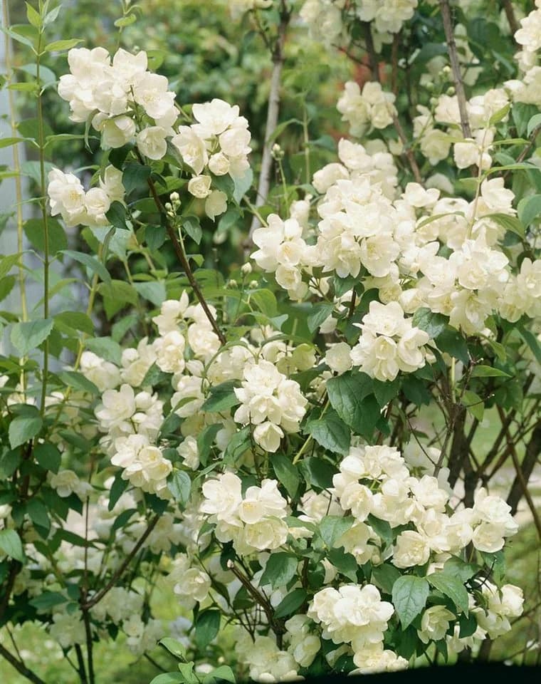 Pflanzen für Dich Philadelphus Virginal Pfeifenstrauch Weiß - Bild 4