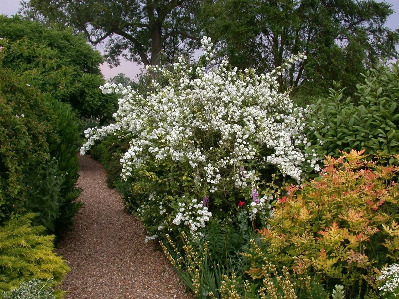 Pflanzen für Dich Philadelphus Virginal Pfeifenstrauch Weiß - Bild 5