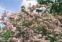 Pflanzen für Dich Kolkwitzia amabilis Pink Cloud, 1 St., Kolkwitzie, Perlmuttstrauch Bild 1